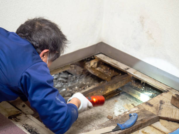 Best Same-Day Mold Removal  in Huntington Beach, CA