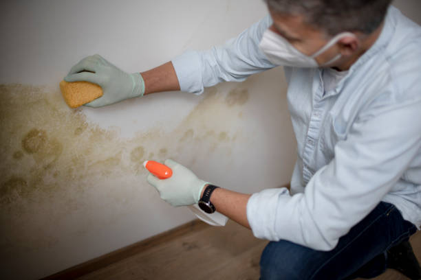 Best Black Mold Removal  in Huntington Beach, CA