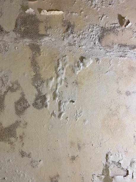 Best Mold Removal Process  in Huntington Beach, CA