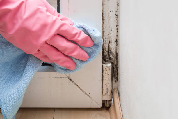 Professional Mold Removal in Huntington Beach, CA
