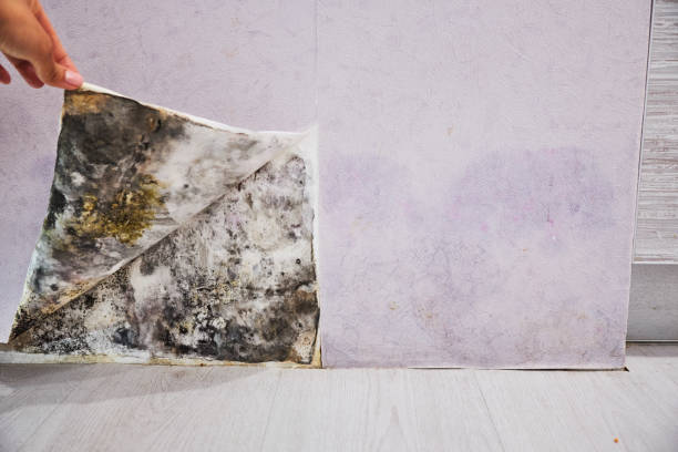 Best Commercial Mold Removal  in Huntington Beach, CA